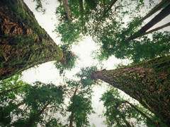 Suzanne Simard: How trees talk to each other