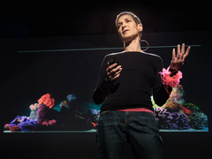 Margaret Wertheim: The beautiful math of coral